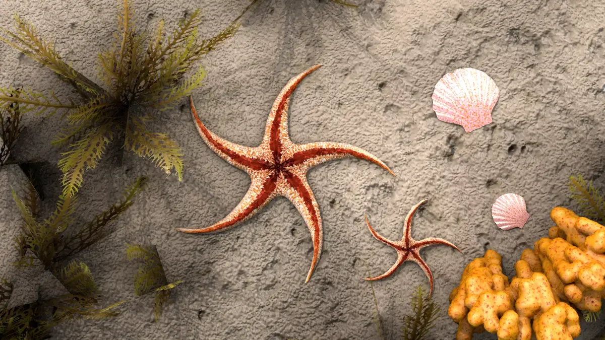 Starfish Tree 3D model