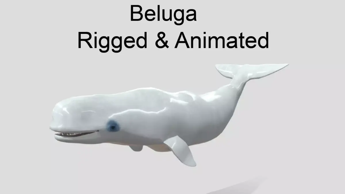 Beluga Realistic Animated  Low-poly 3D model
