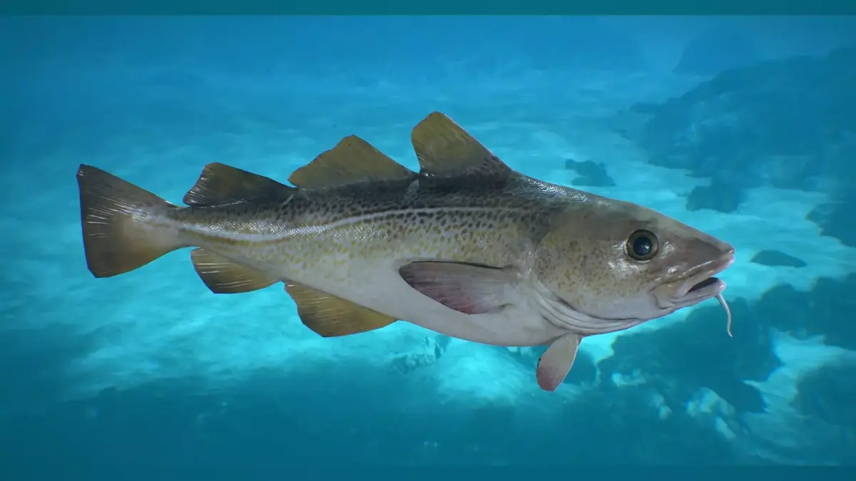 Cod Fish Low-poly 3D model