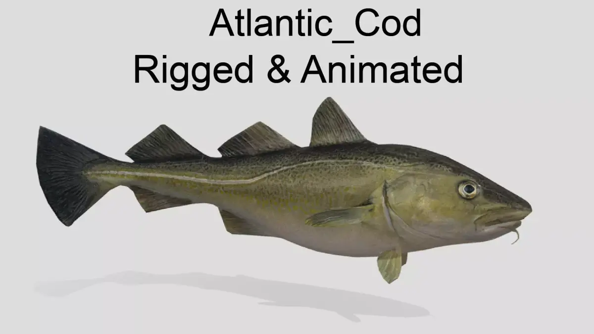 Atlantic-Cod Realistic Animated Low-poly 3D model