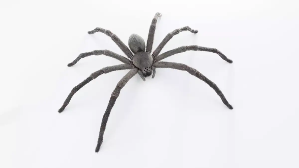 Huntsman Spider Low-poly 3D model purchase