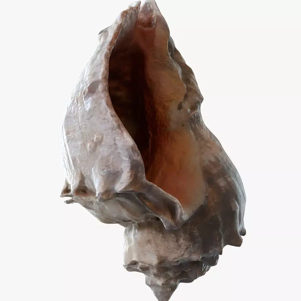 Conch shell 3D model