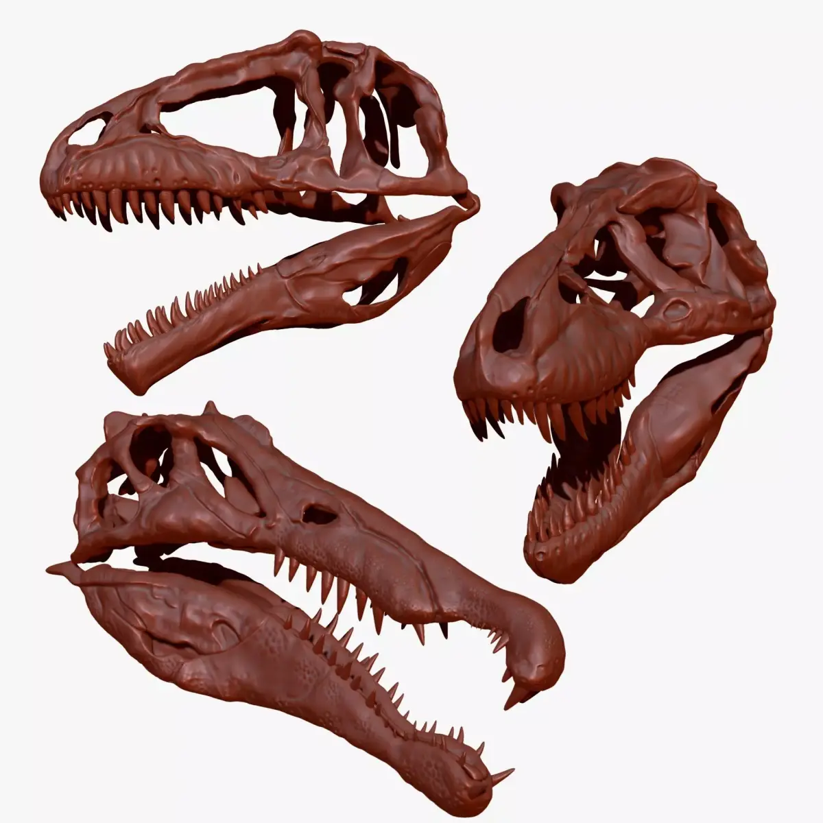 Dinosaur Spinosrs  Tyrannosaurus Giganotosaurus Skull Skeletons  3D model