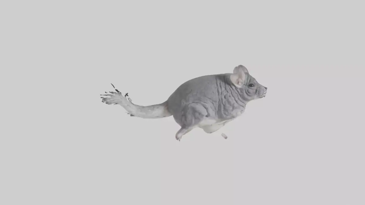 Chinchilla hopping model Low-poly 3D model