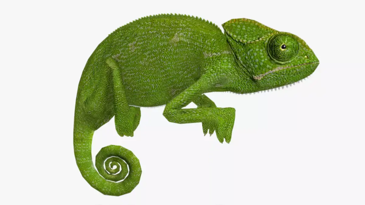 Chameleon Low-poly 3D model purchase