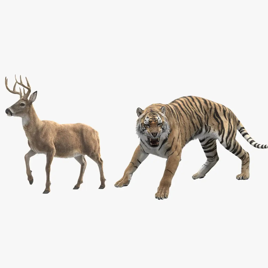 Tiger and Deer ANIMATED Collection 3D model