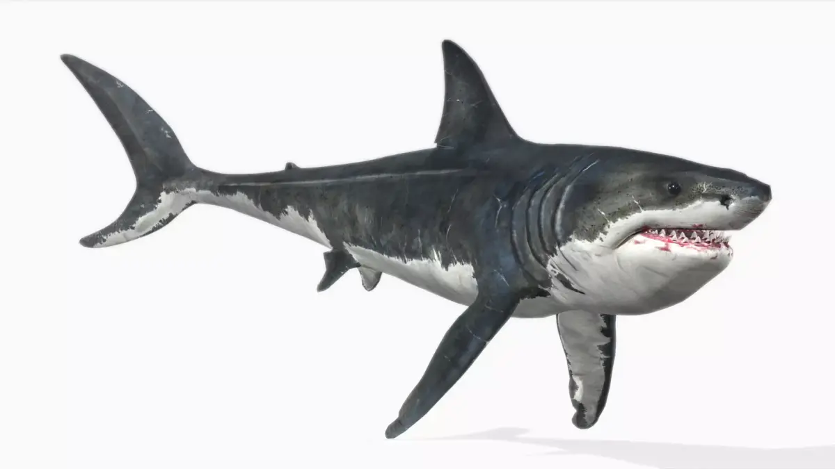 Megalodon Low-poly 3D model buy