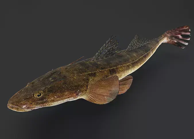 Realistic Flathead Fish Animated 3D model