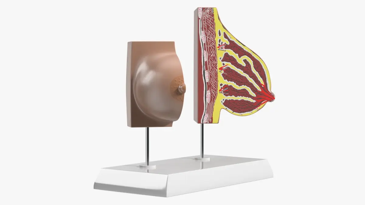 Dual Breast Structure Educational Display on Stand 3D model