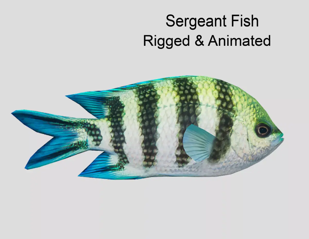 sergeant fish Low-poly 3D model purchase