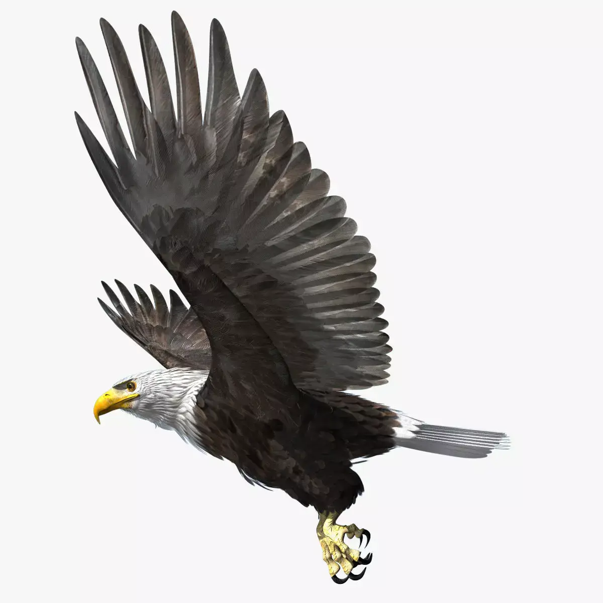 American Bald Eagle - rigged - animated 3D model
