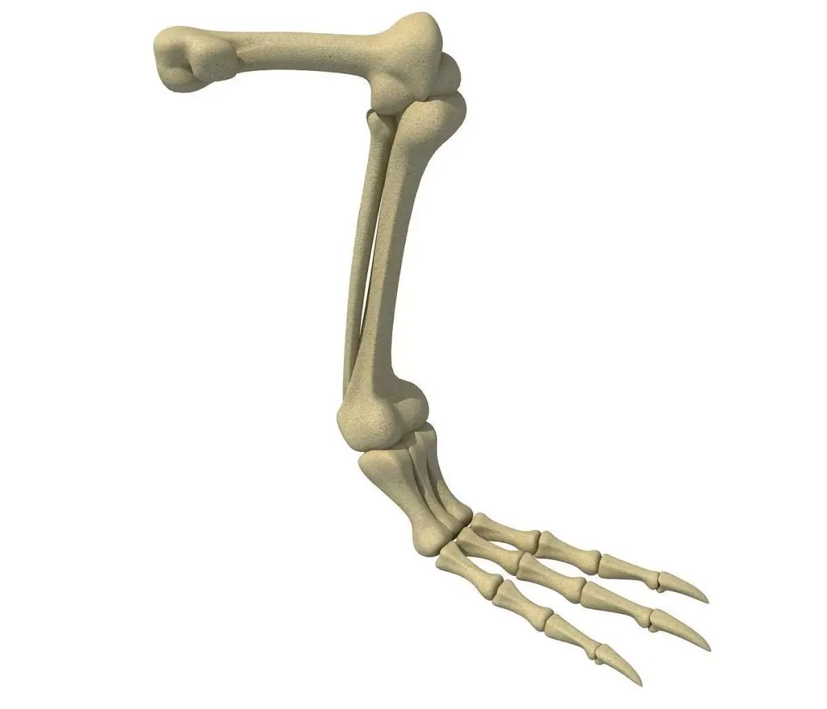 Pigeon Leg Skeleton 3D model