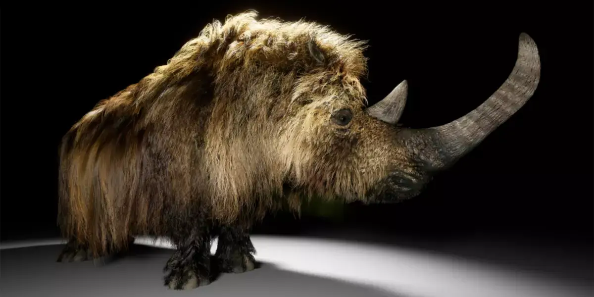 The Woolly Rhino Free low-poly 3D model