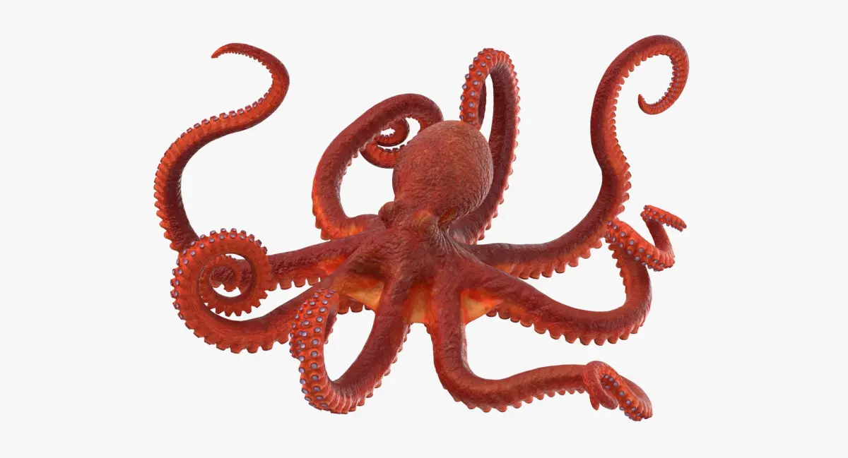 Octopus - Rigged 3D model