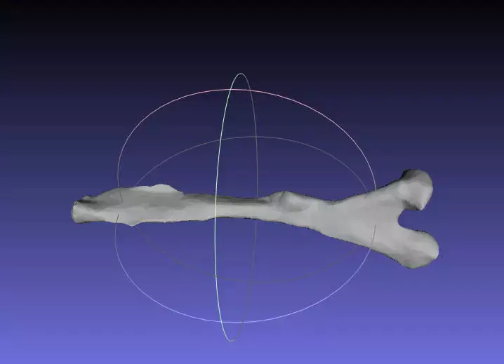 Psittacosaurus Left Ischium Free 3D print model