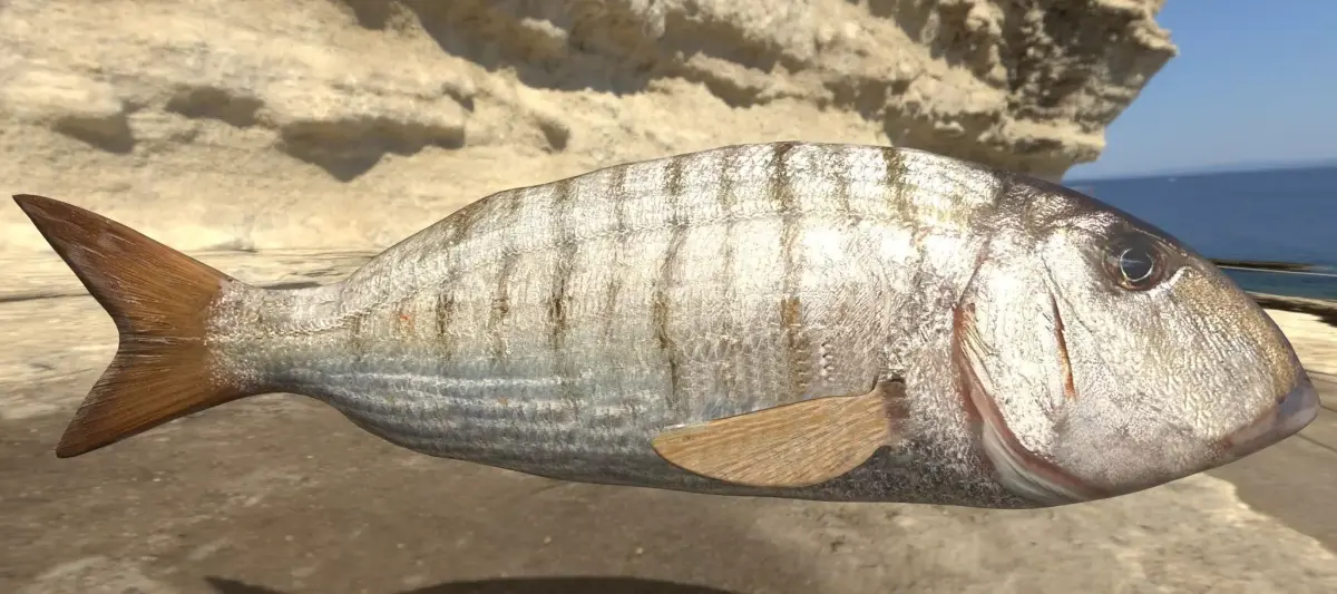 Mormyrus Photorealistic  sea fish Rigged Animated Low-poly 3D model