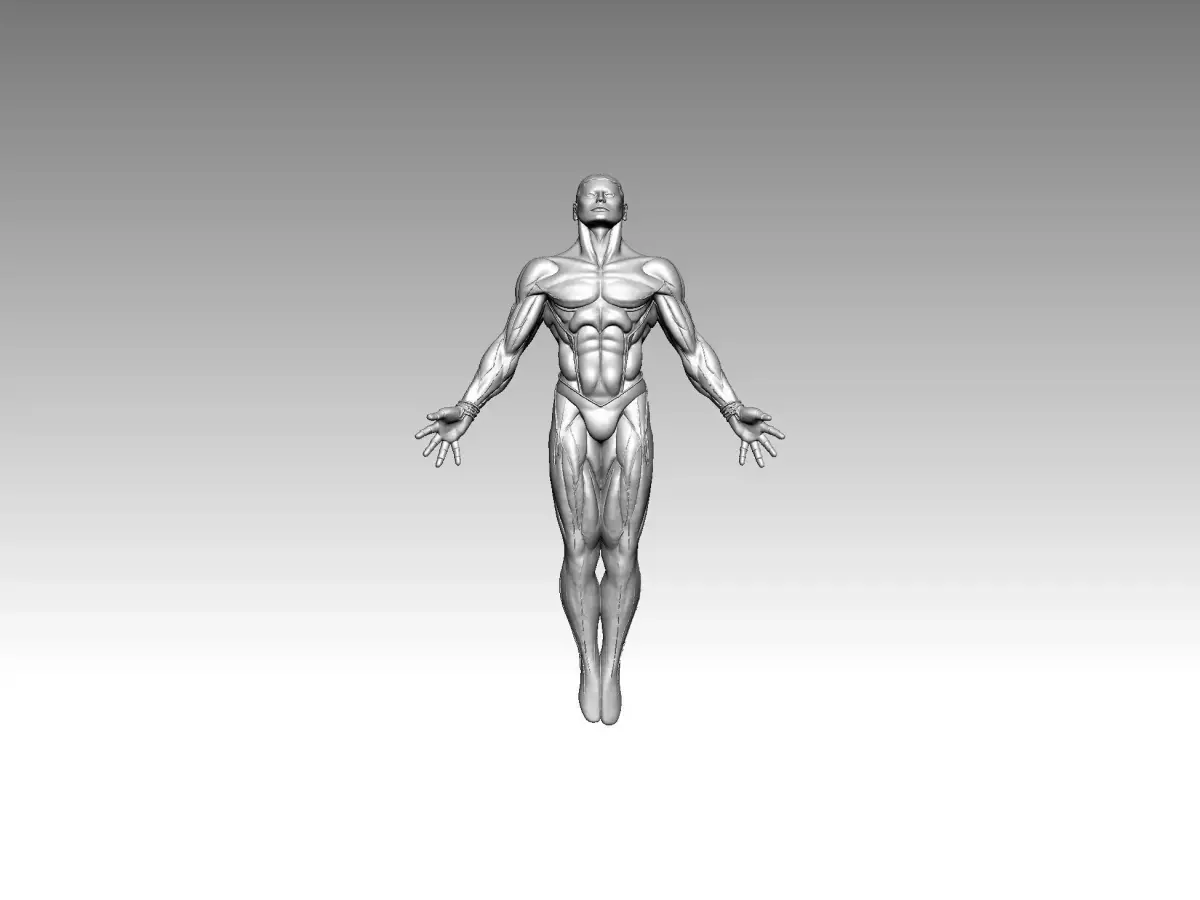 3D Model  Anatomy  Human 3D print model