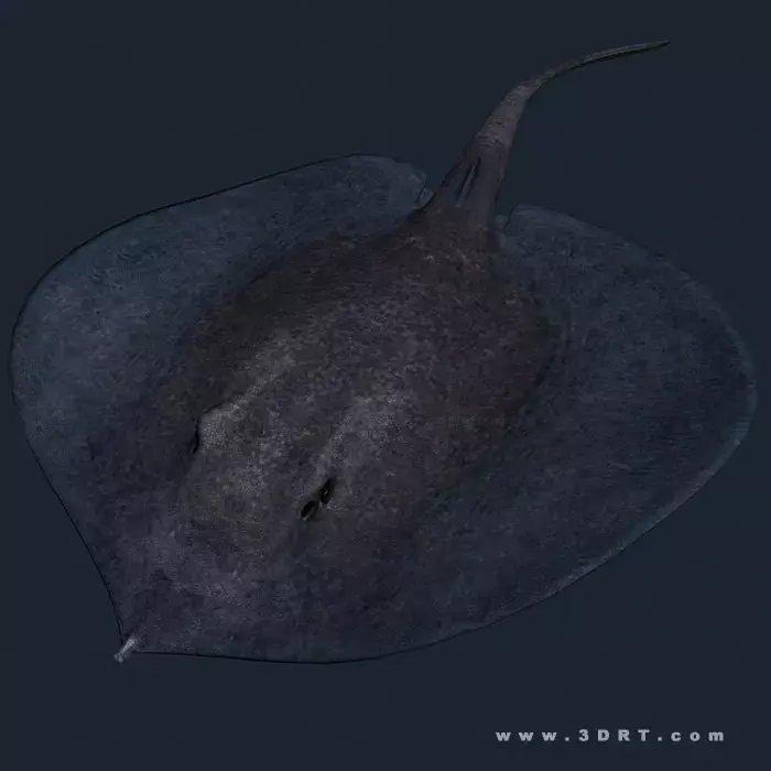 3DRT - Sealife - Stingray Low-poly 3D model