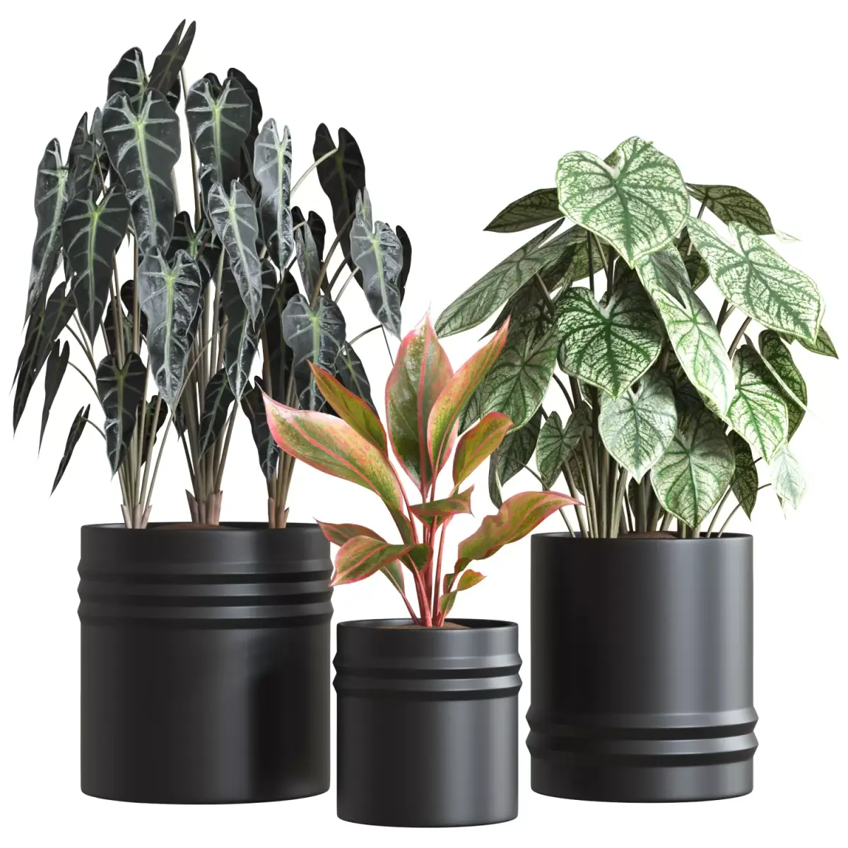 Red Aglaonema 02 3D model