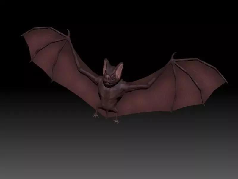 3D Bat Low-poly 3D model