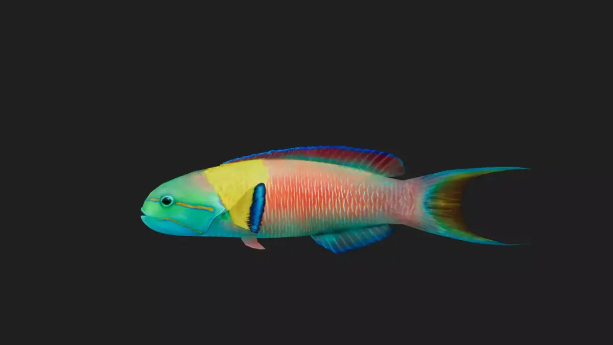 Wrasse Low-poly 3D model 14