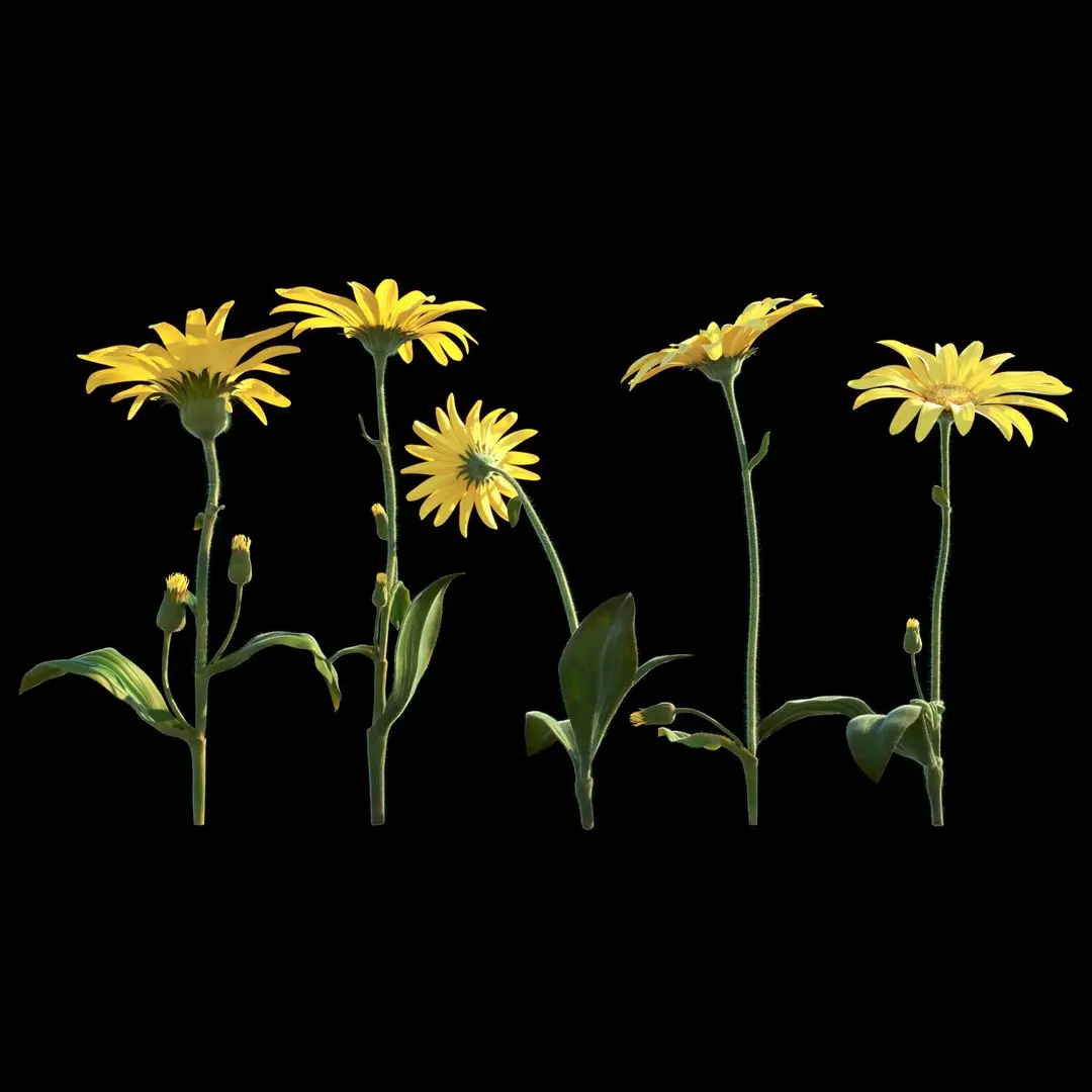 Mountain Arnica flower 3D model