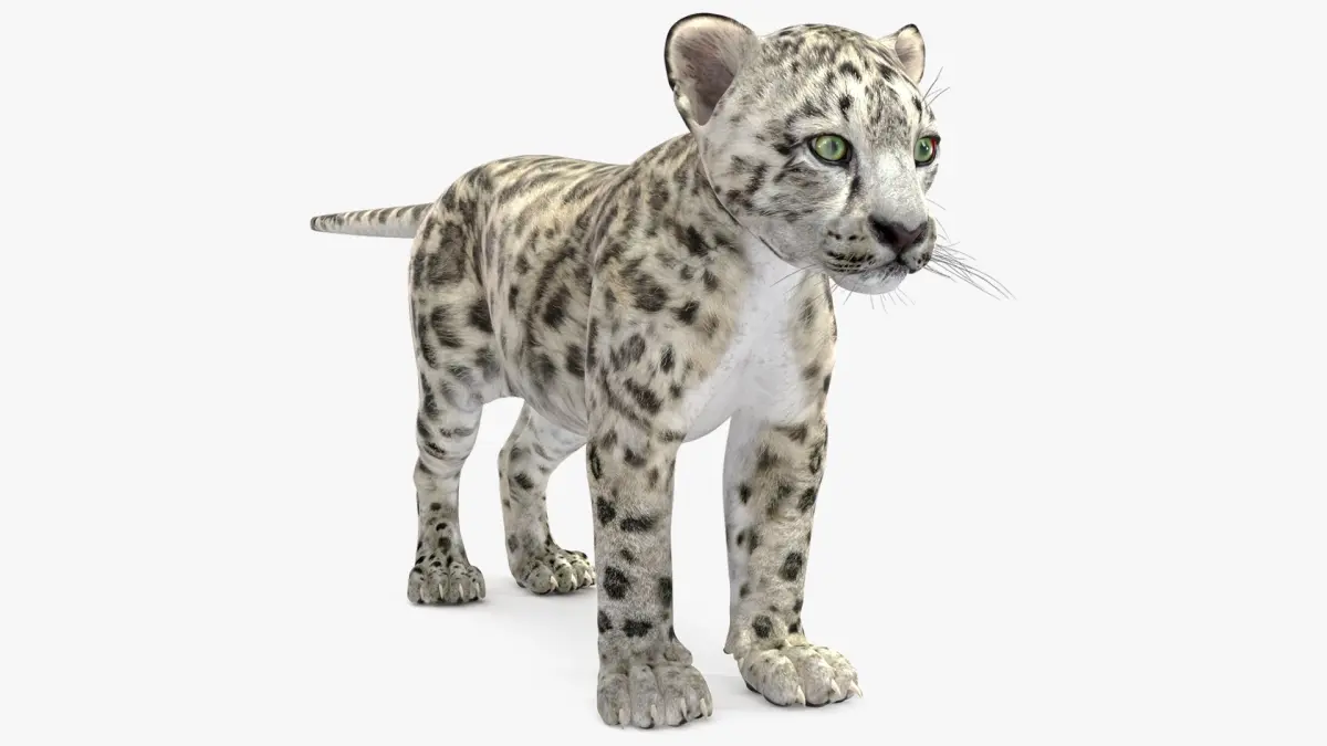 Snow Leopard Cub 3D model