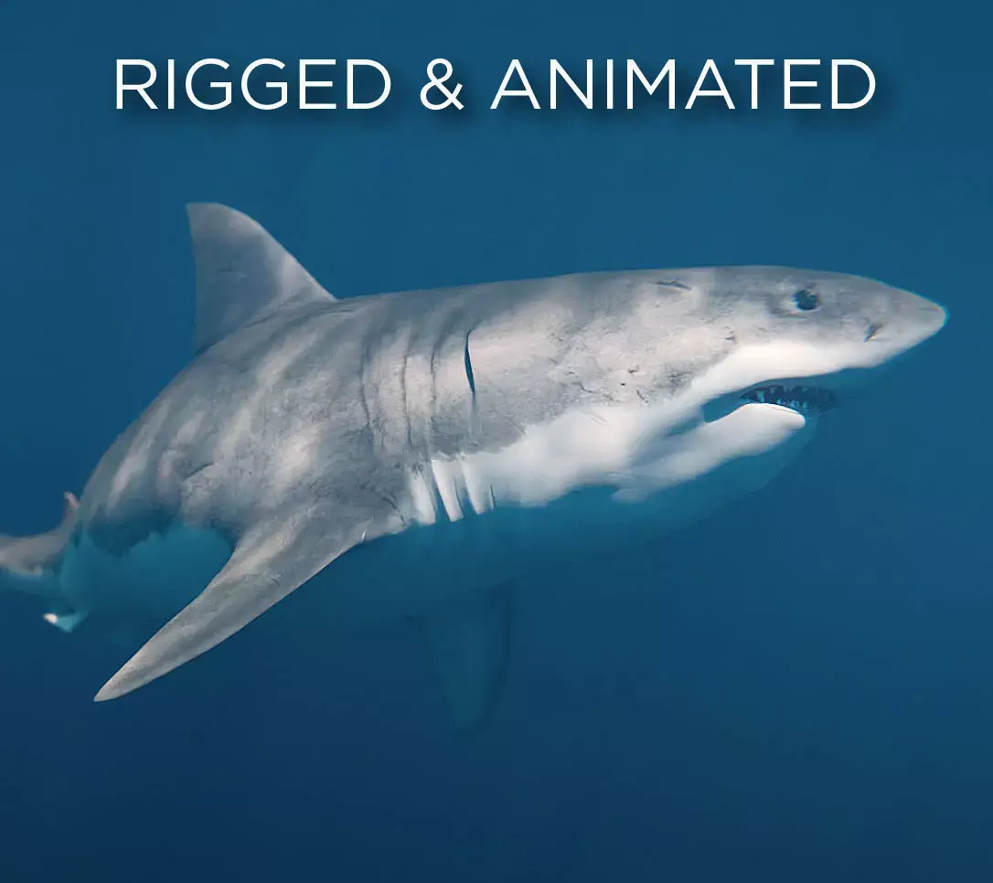 White Shark rigged and animated Blender3D Low-poly 3D model
