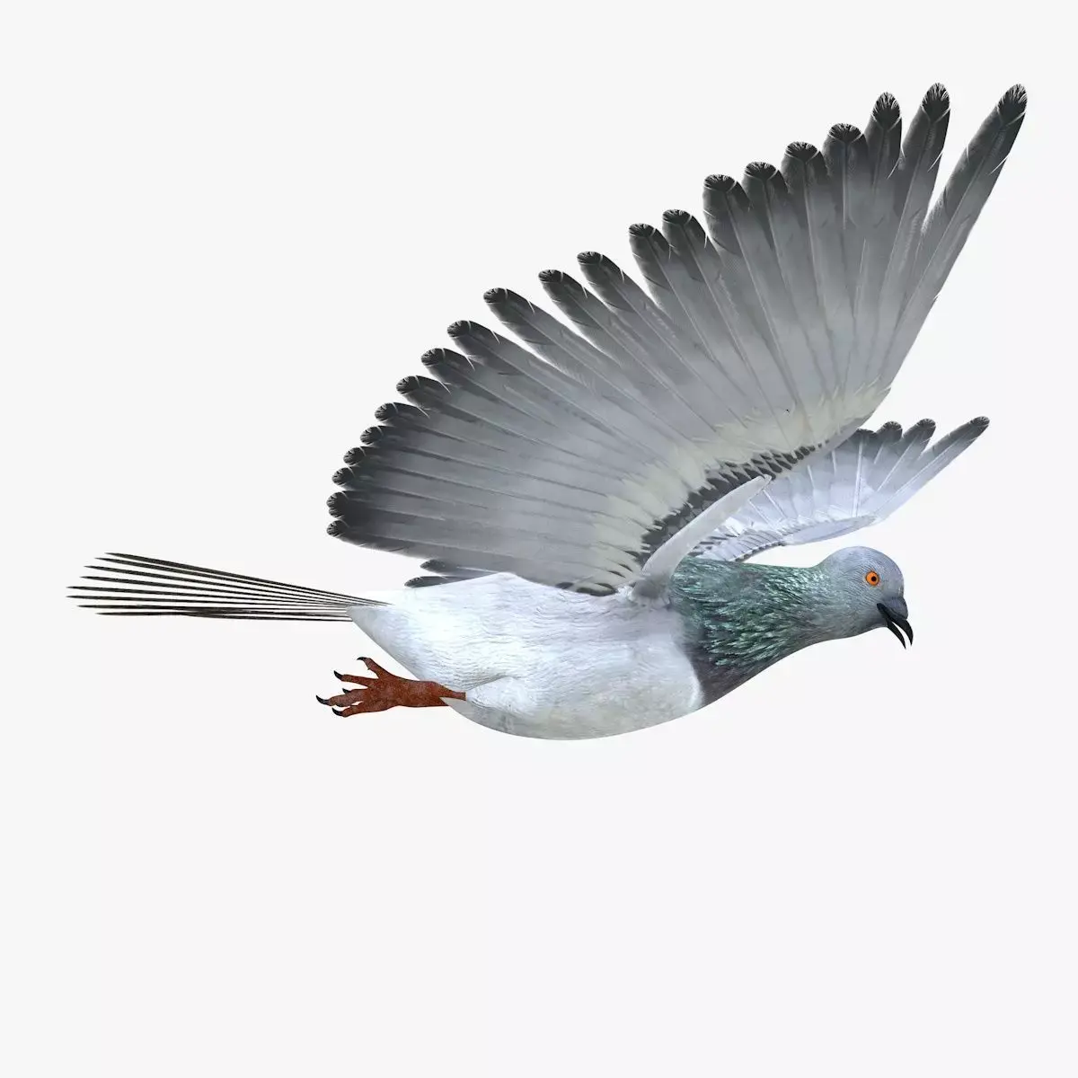 Pigeon Low-poly 3D model order