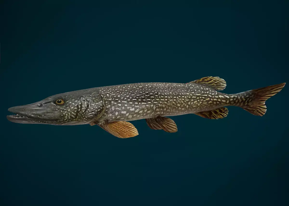 Northern Pike Animated Low-poly 3D model