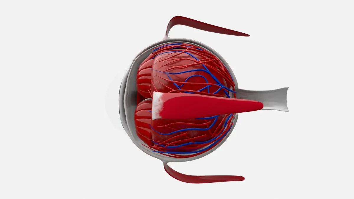 Eye anatomy 3D model