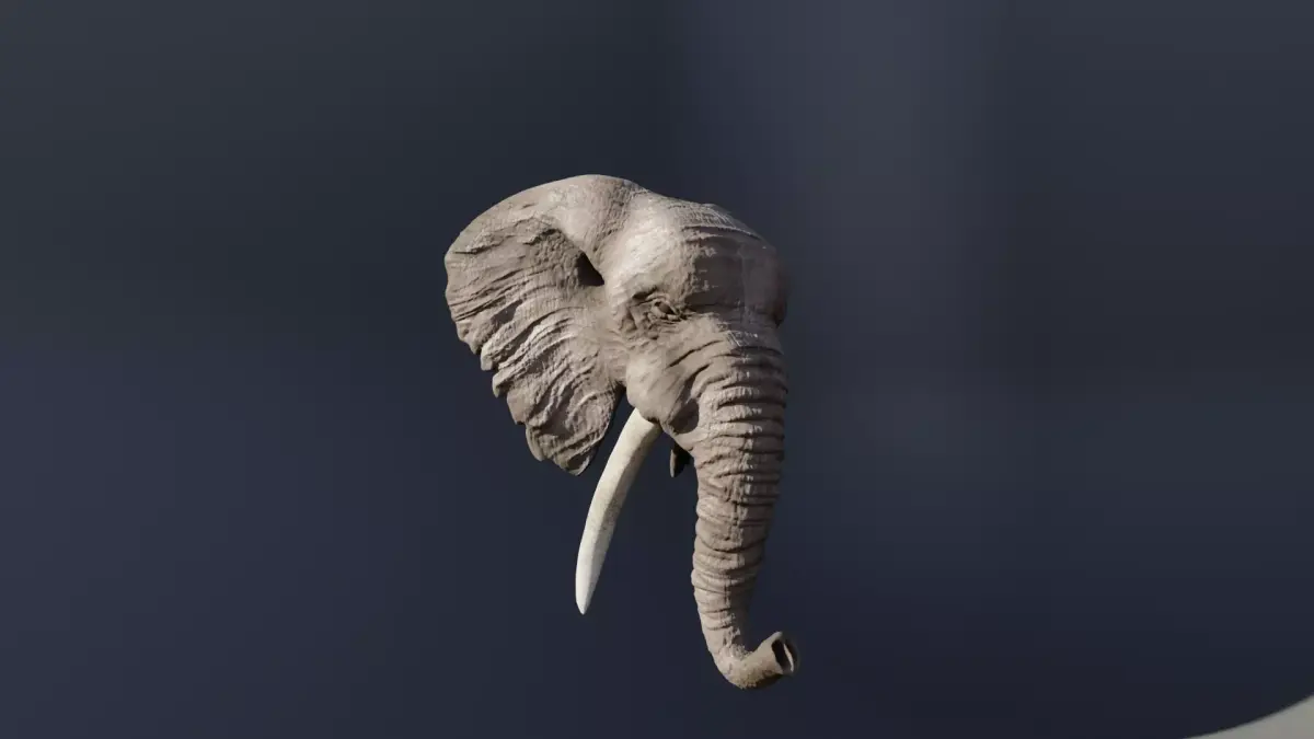 Elephant 3D head with tusks Free 3D model