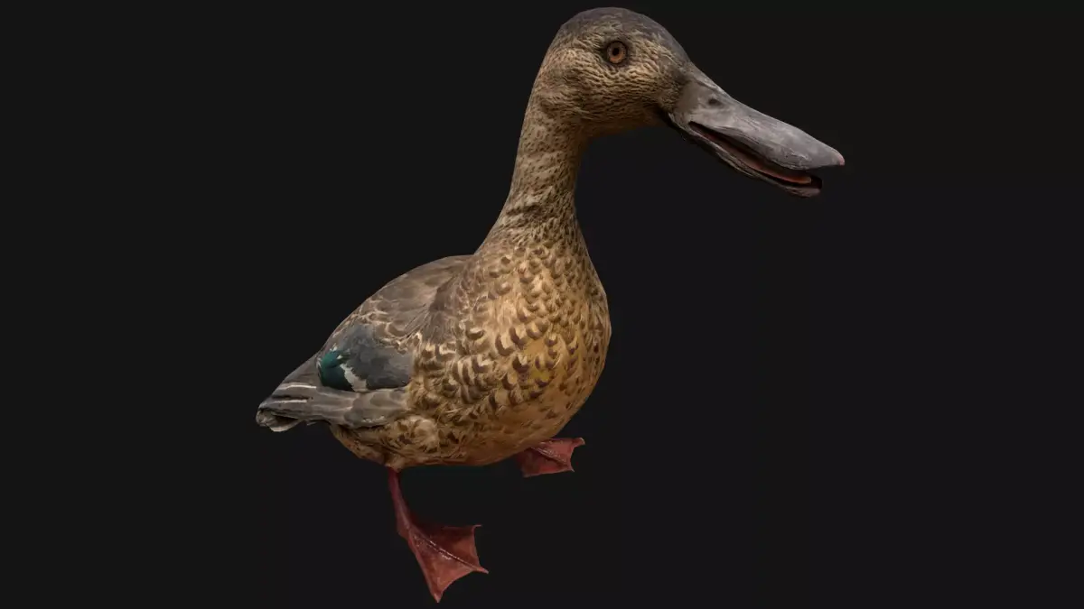 Duck Wild Bird Low-poly 3D model