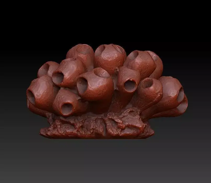 Sea Coral Scan 5 3D model