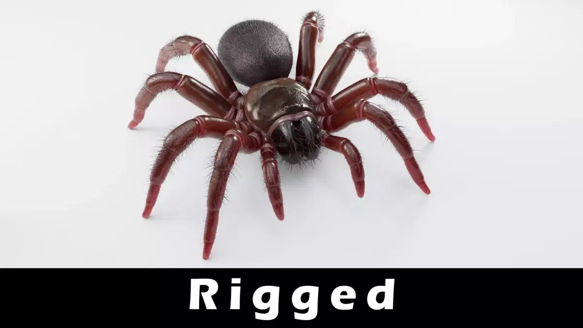 Trapdoor Spider Low-poly 3D model buy