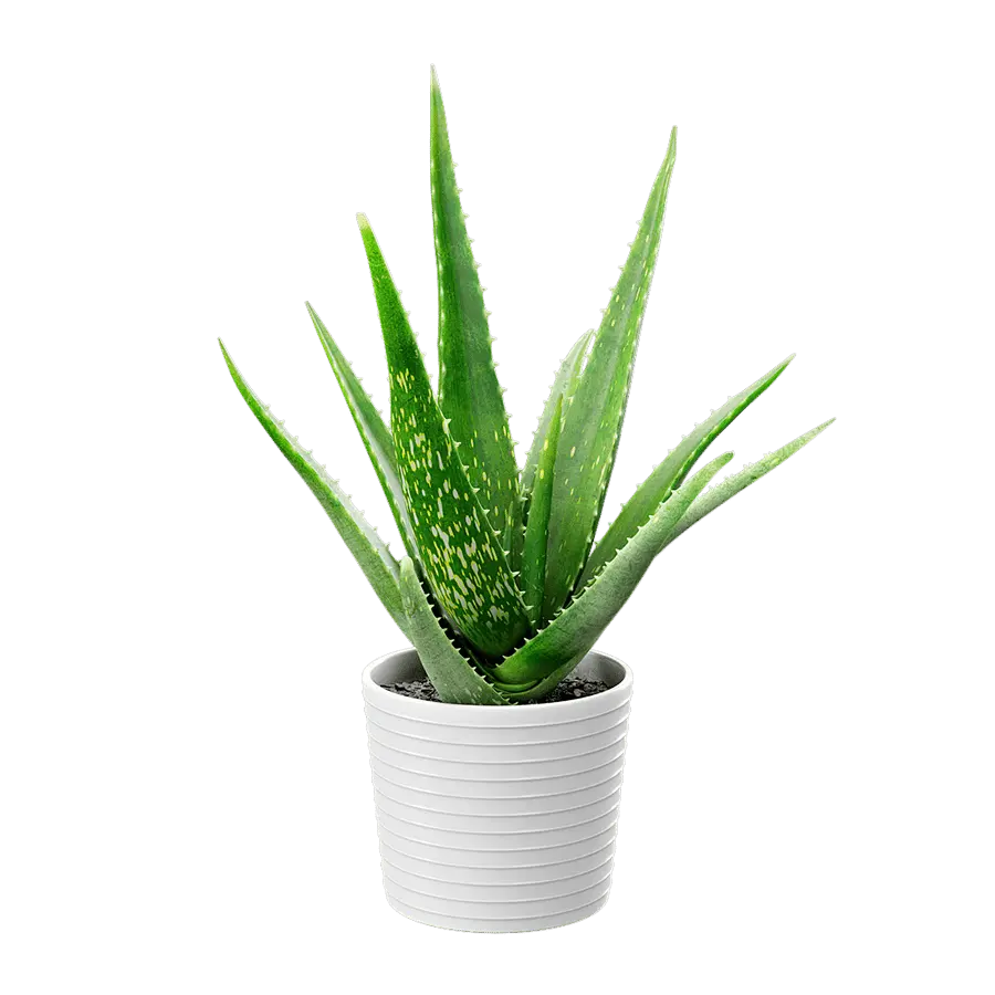  Aloe Vera Succulent Potted Plant Model  buy