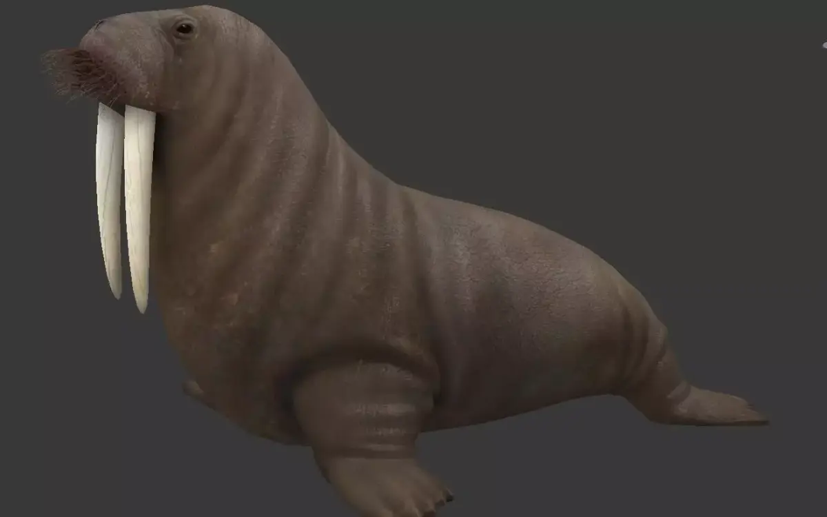 Odobenus rosmarus Low-poly 3D model