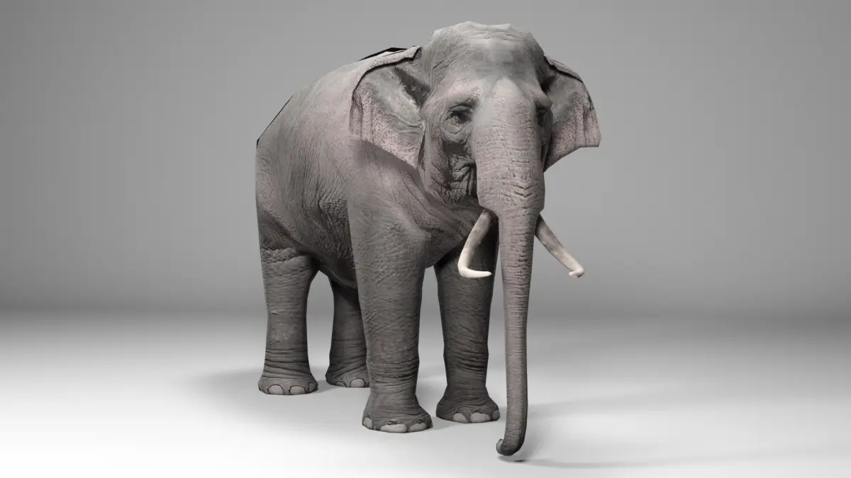 Asian Elephant Animated 3D model