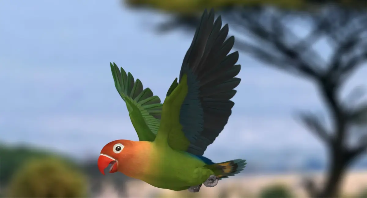Agapornis Fischeri "Fischer's Lovebird" 3D model