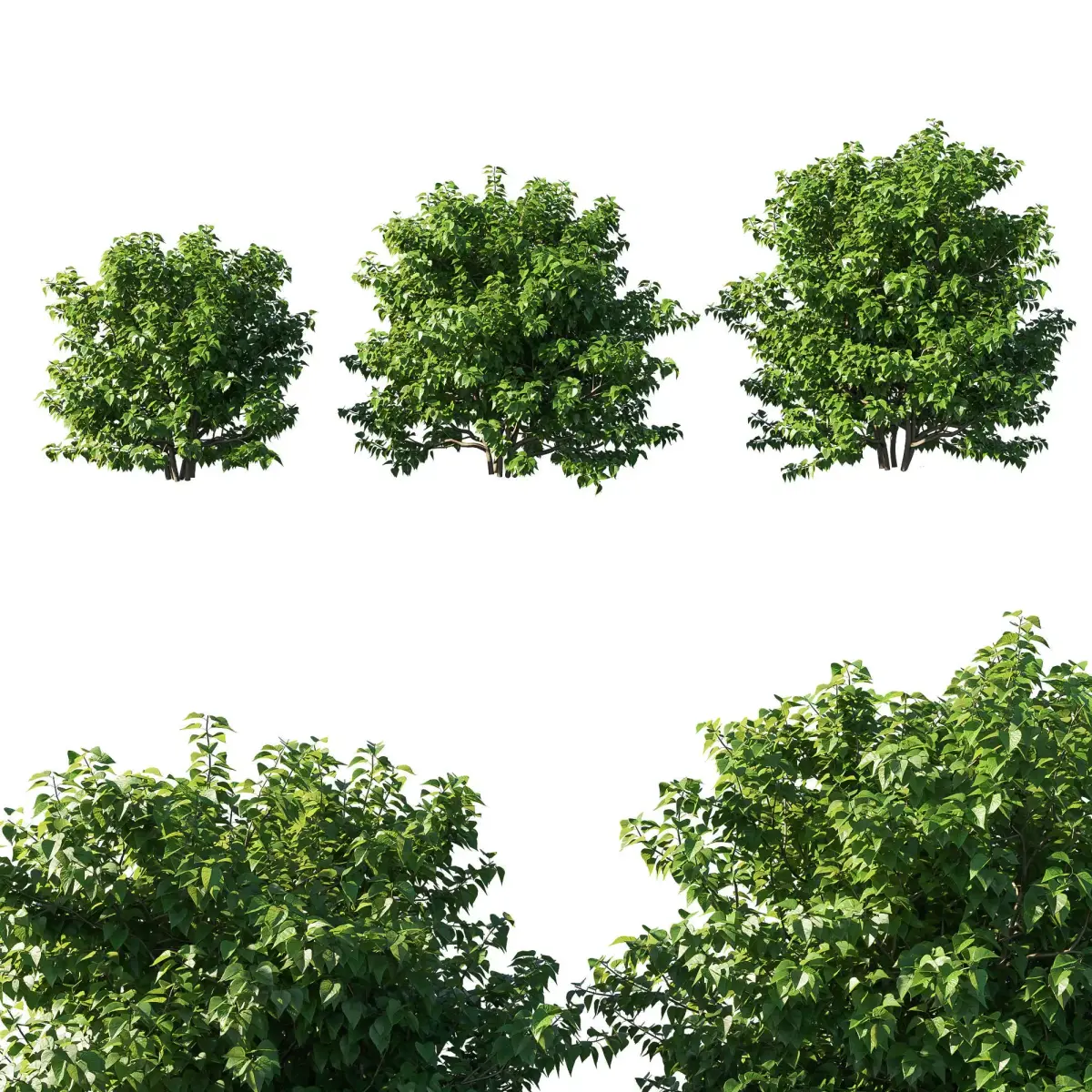 Syringa vulgaris bush 02 3D model