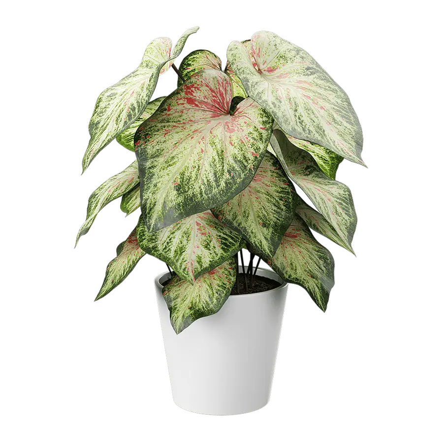  Caladium Potted Plant Model, Pale Green  buy