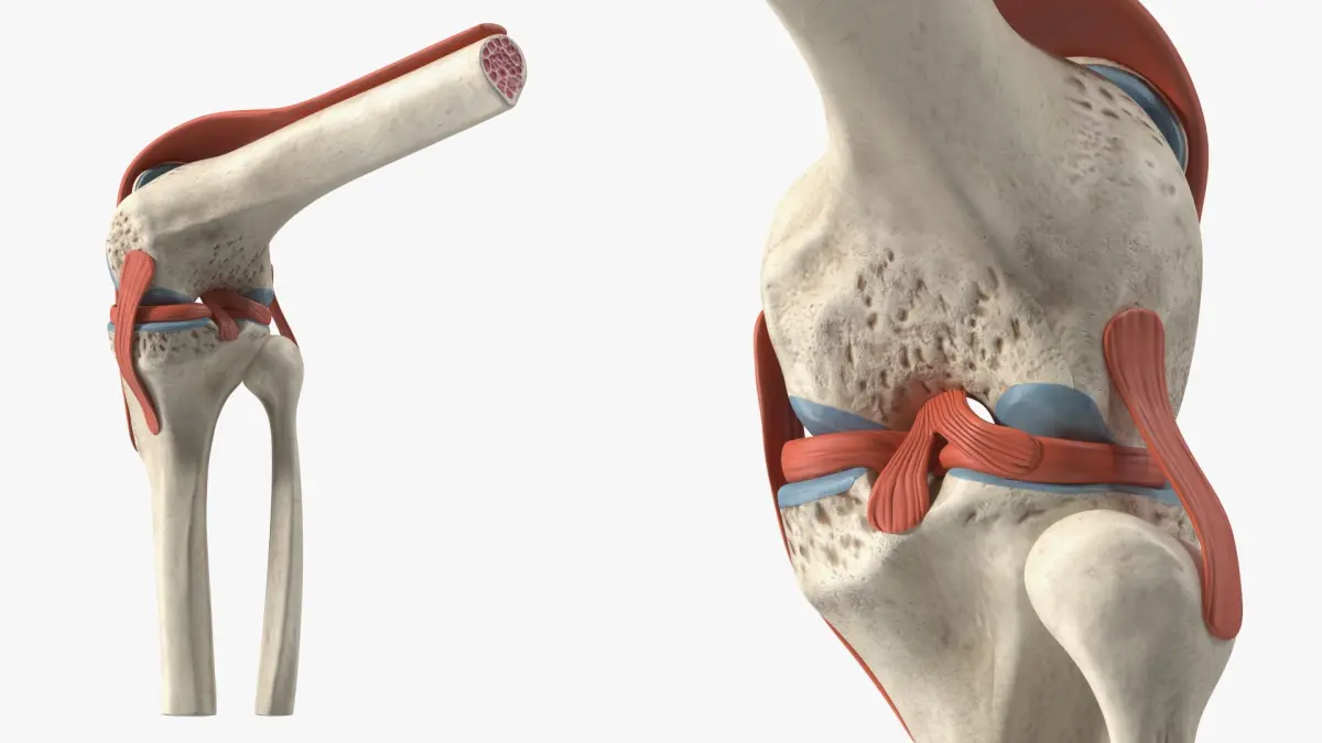 Knee Joint Model Rigged for Cinema 4D 3D model