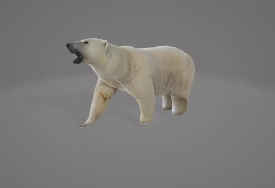 Animated Polarbear 3D model