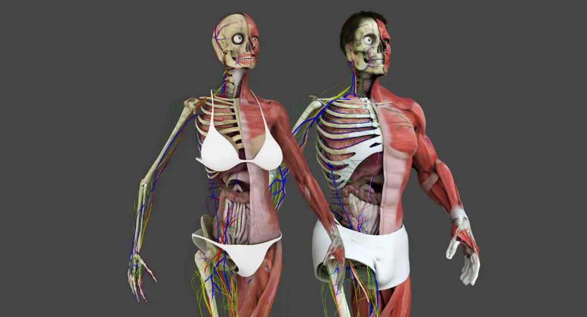 Motion Capture Anatomy Combo 3D model