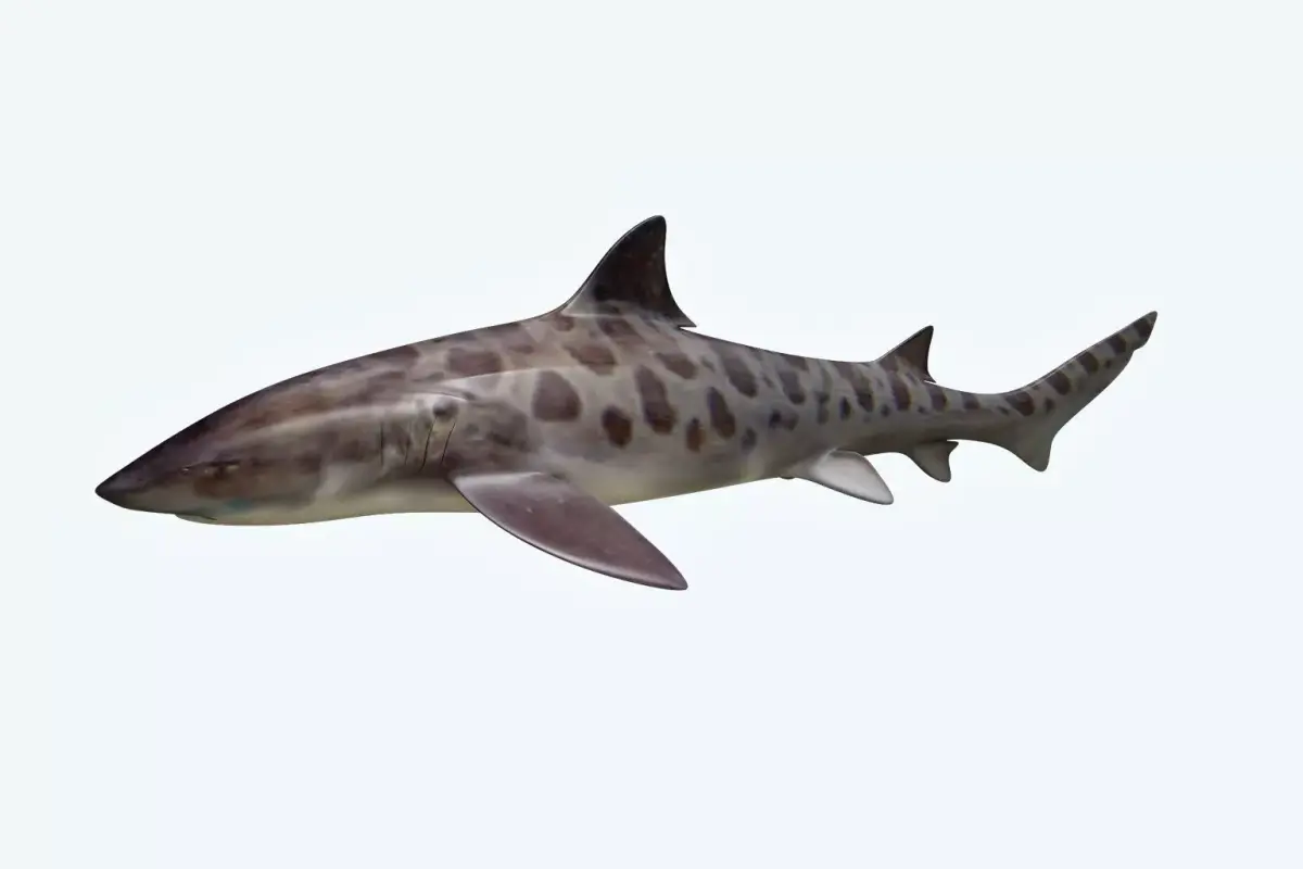 Leopark Shark 3D model