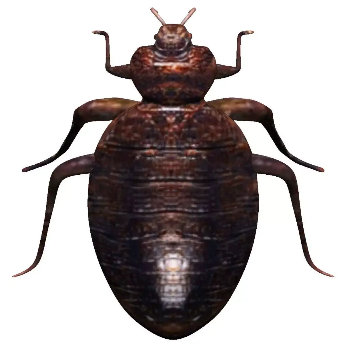 Bedbug bed bug Low-poly 3D model