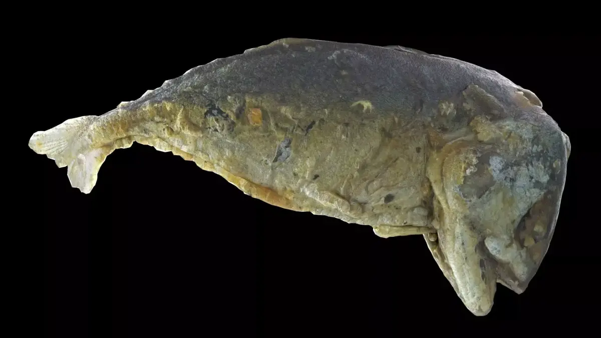 mackerel fried Low-poly 3D model