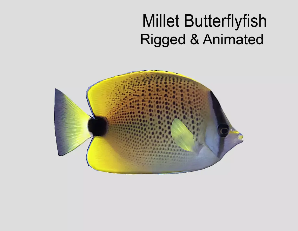 Millet Butterflyfish Realistic Animated Low-poly 3D model