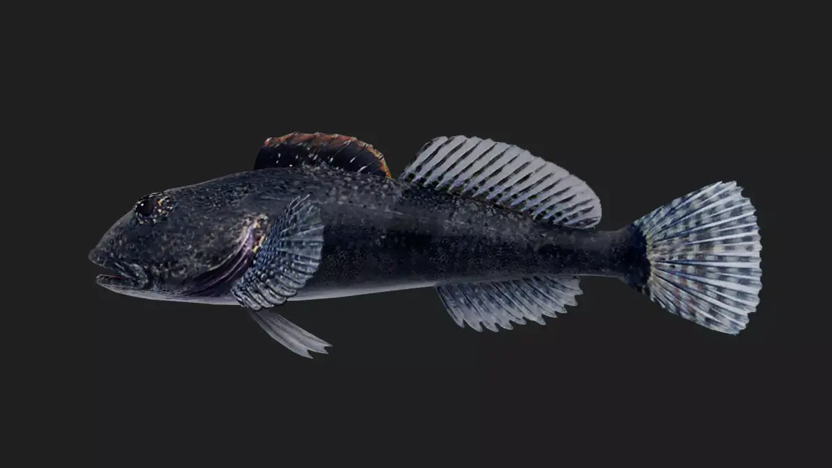 Sculpin Low-poly 3D model