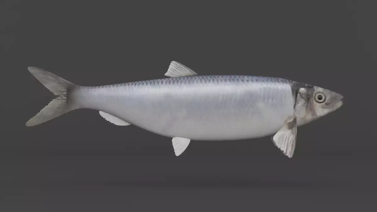 Fish Herring 3D model purchase